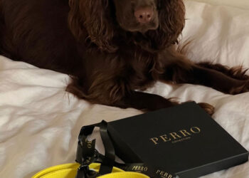 Barney, il cocker che trasforma ogni video in un sorriso virale