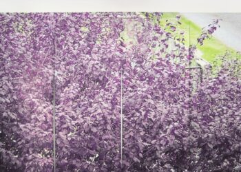 Macro 2026, un anno di grandi mostre, collaborazioni e progetti al femminile